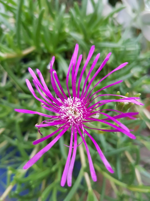 Fleurs 28092016 (1).jpg