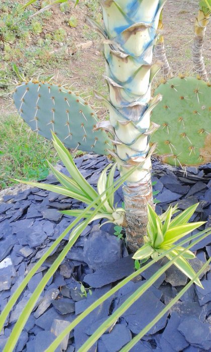 Yucca jewel rejette une 3ième pousse