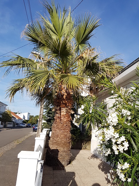 Washingtonia Nantes sept 2016 (3).jpg