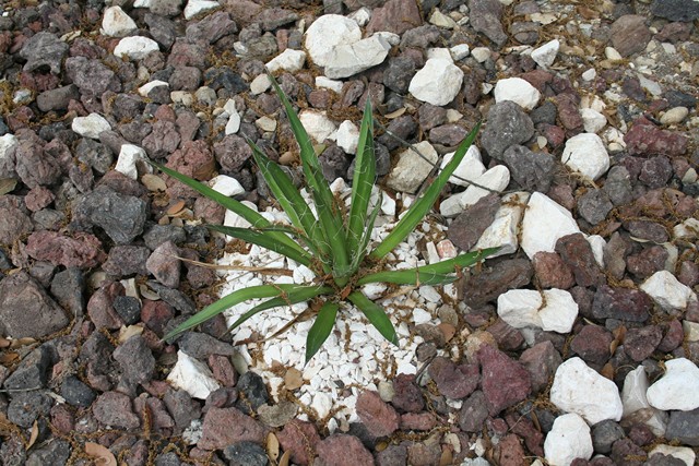 1 agave filifera [640x620].jpg