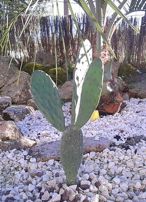 opuntia ficus indica 1 (Copier).JPG
