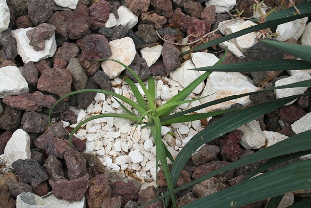 agave bracteosa [640x620].jpg