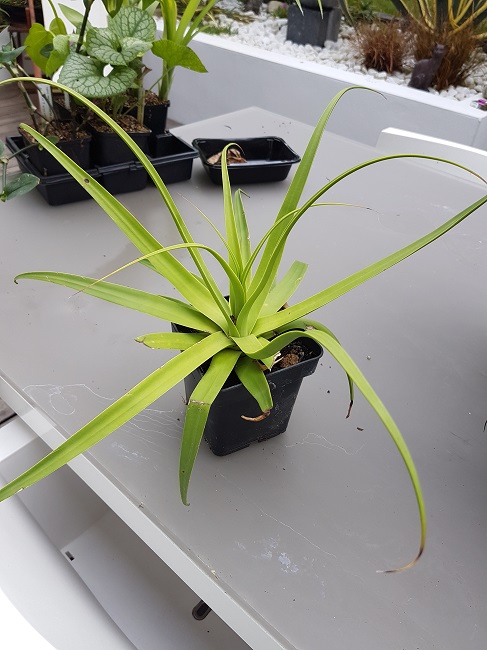 Agave bracteosa.jpg