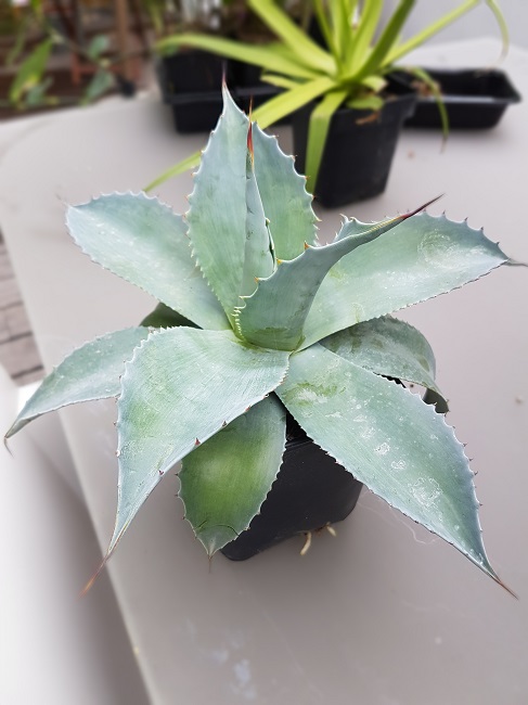 Agave ovatifolia.jpg