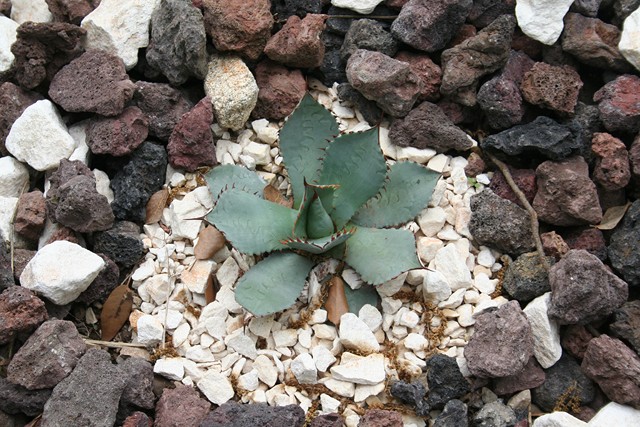 agave parryi var truncata [640x620].jpg