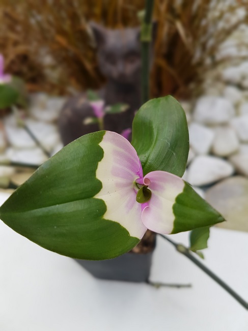 Tradescantia.jpg