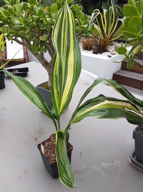 Aspidistra variegata.jpg