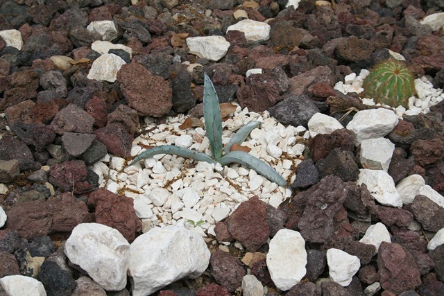agave scabra [640x620].jpg