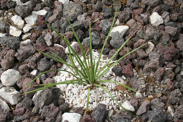 agave stricta [640x620].jpg