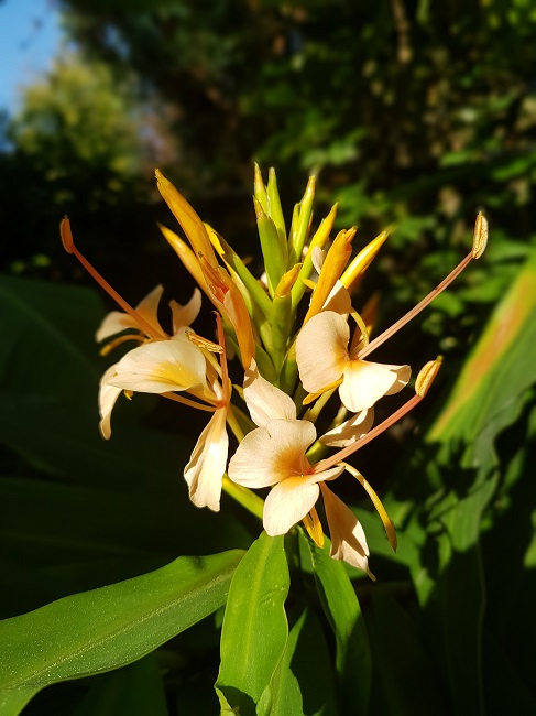 Hedychium Pink V 08102016 (1).jpg
