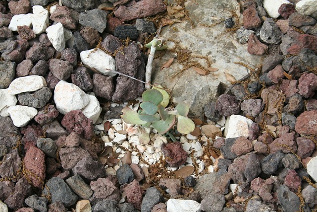 cotyledon [640x620].jpg