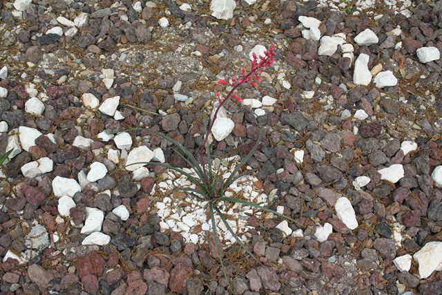 hesperaloe parviflora [640x620].jpg