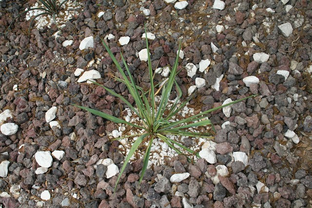 yucca flaccida [640x620].jpg