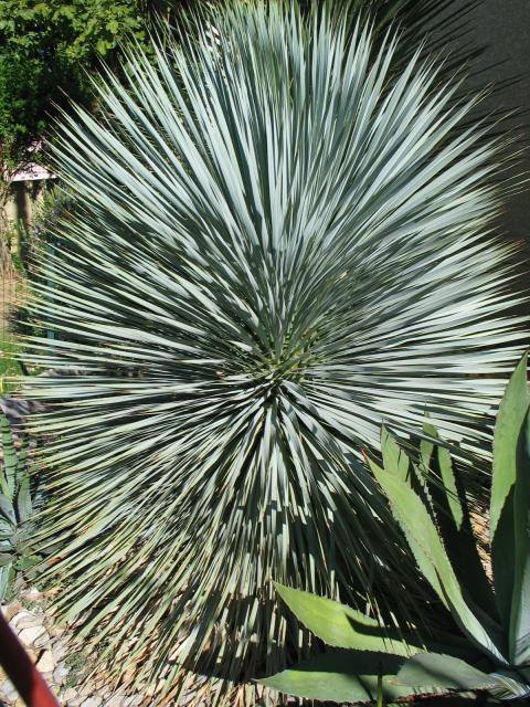 Yucca thompsoniana.jpg