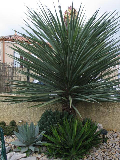 Yucca treculeana.jpg