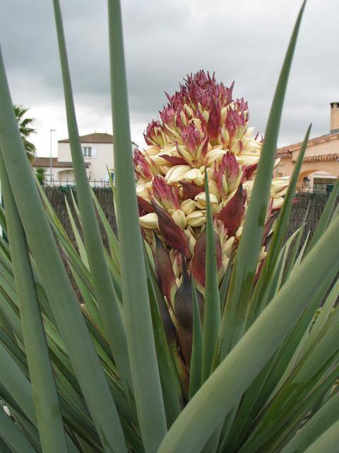 Yucca treculeana1.jpg