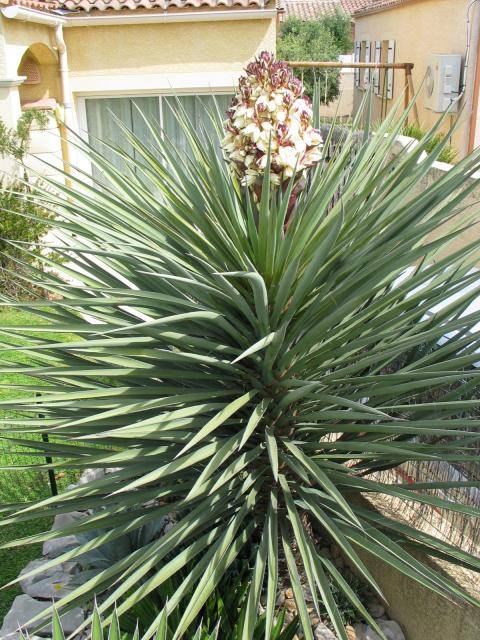 Yucca treculeana2.jpg