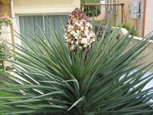 Yucca treculeana3.jpg