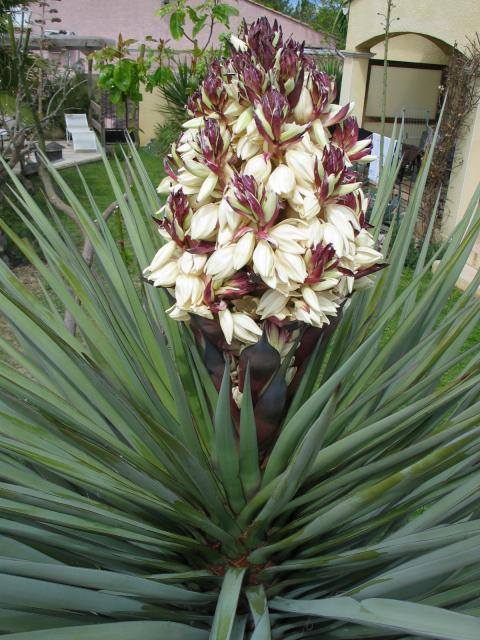 Yucca treculeana4.jpg