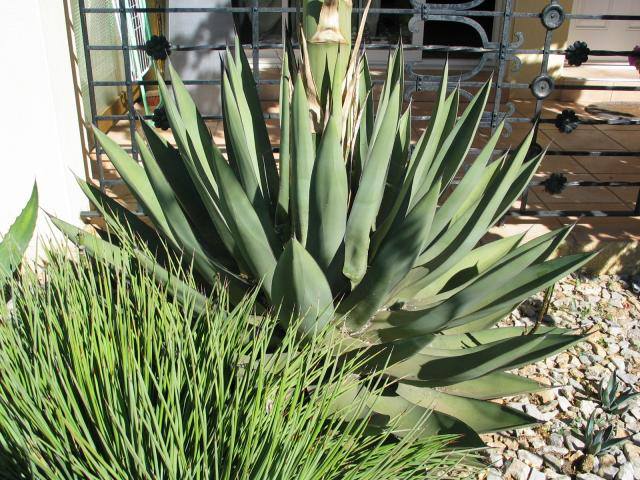 Agave x nigra2.jpg