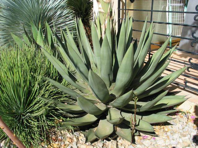 Agave x nigra3.jpg