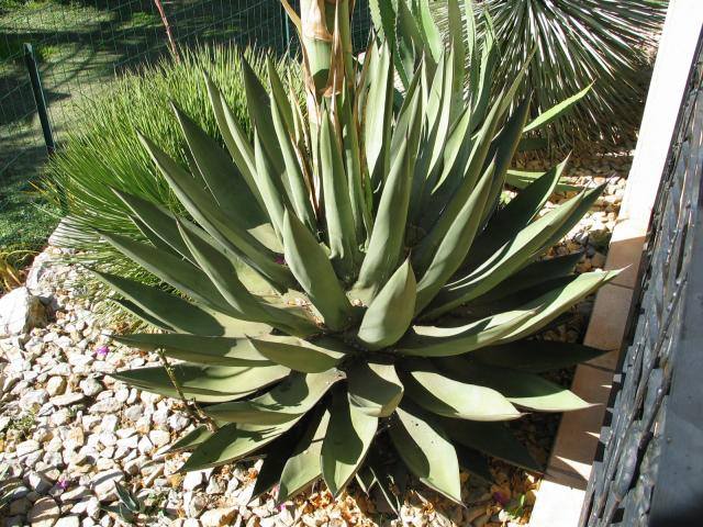 Agave x nigra4.jpg