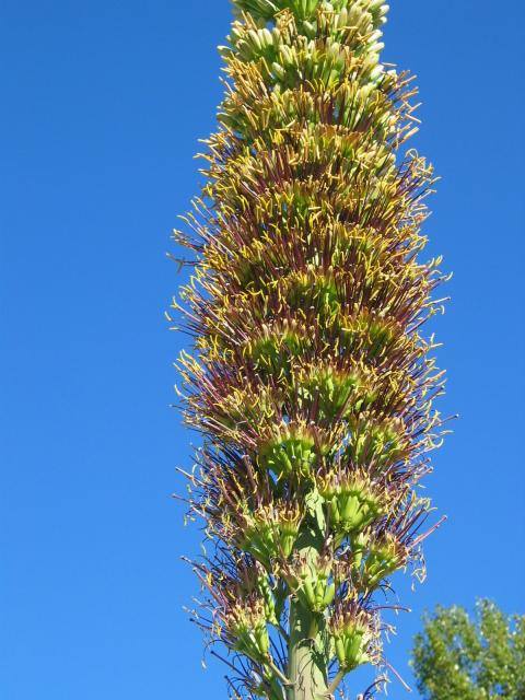 Agave x nigra6.jpg