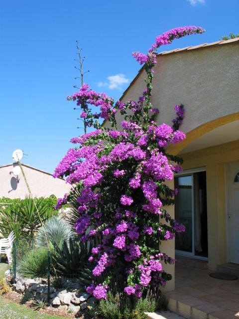 Bougainvillea spectoglabra.jpg