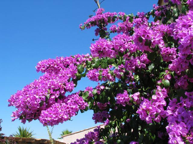 Bougainvillea spectoglabra2.jpg