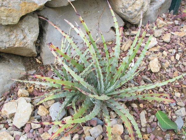 Hechtia argentea.jpg