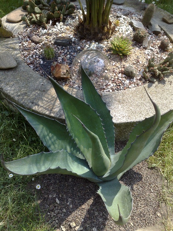 a atrovirens.jpg