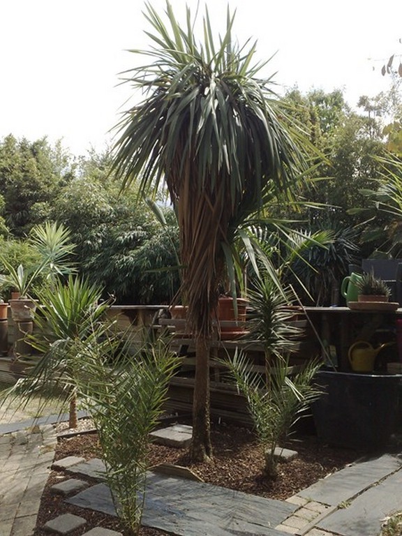 c cordyline multitetes[800x600].jpg