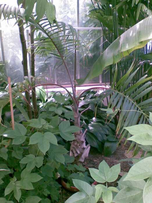 Hyophorbe amaricaulis réduit.jpg