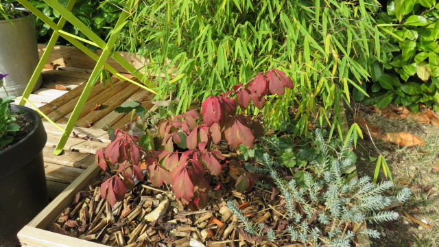 Euonymus alatus avec ces couleurs d'automne