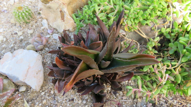 Aloe &quot;Black Gem&quot;