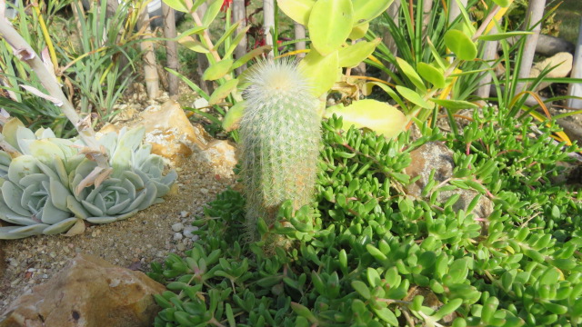 cactus non identifié, je pense à Cleistocactus strausii