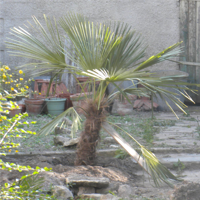 Trachy courbe 23 04 11.jpg