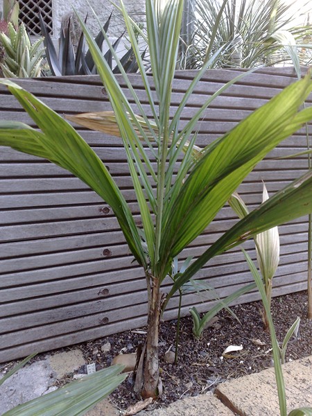 s litoralis mai 2011.jpg