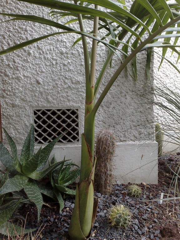 a c illawara mai 2011.jpg