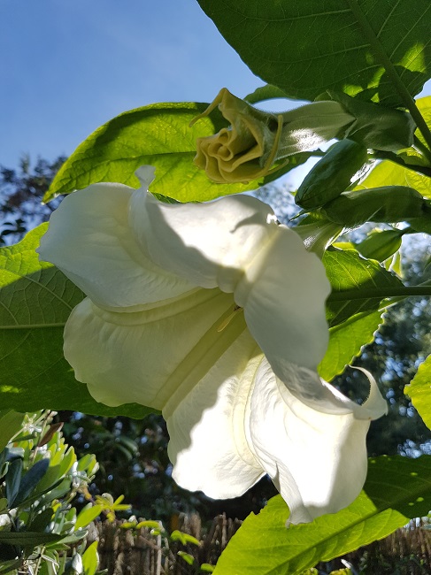 Jardin 22102016 (9).jpg