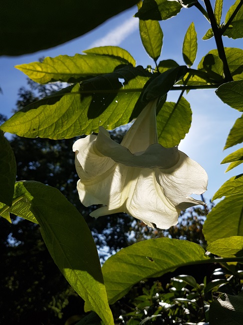 Jardin 22102016 (10).jpg