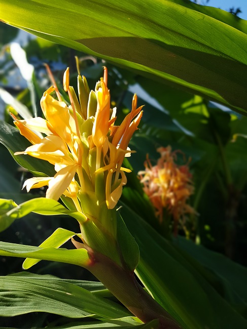 Jardin 22102016 (7).jpg