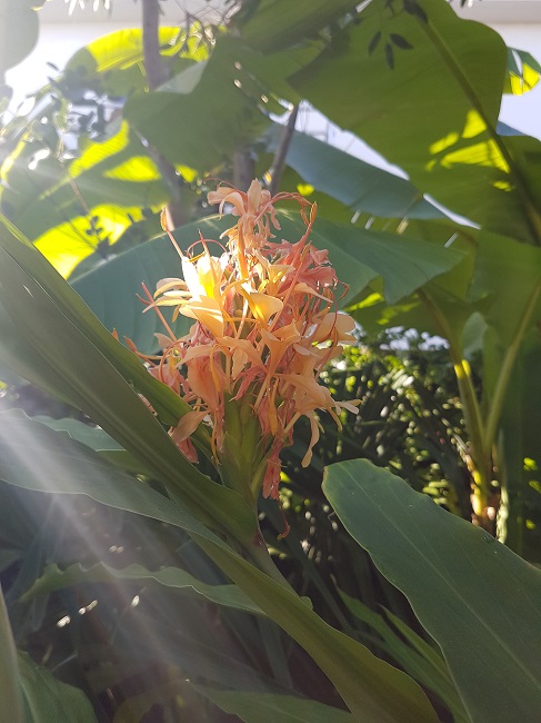 Jardin 22102016 (6).jpg