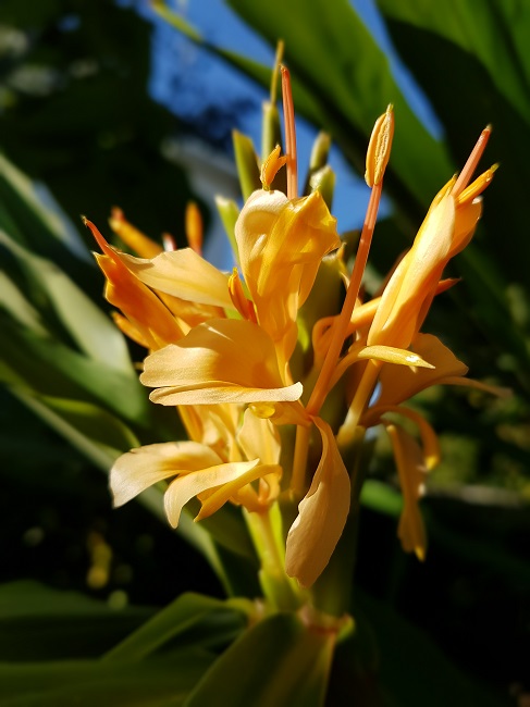 Jardin 22102016 (8).jpg