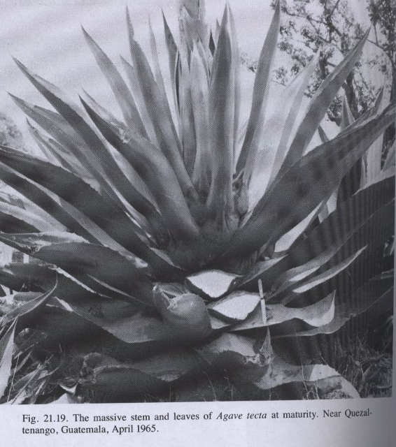 Agave tecta 1.jpeg
