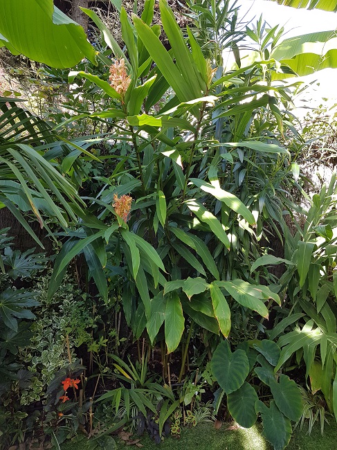 Jardin 22102016 (1).jpg