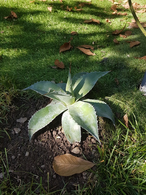 Jardin 22102016 (5).jpg