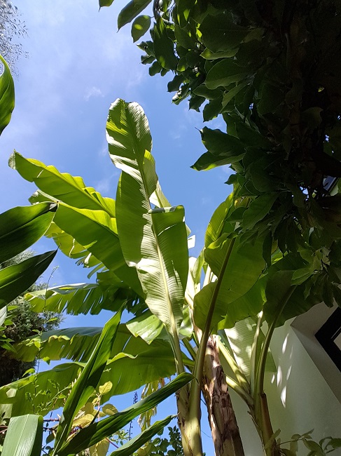 Jardin 22102016 (3).jpg