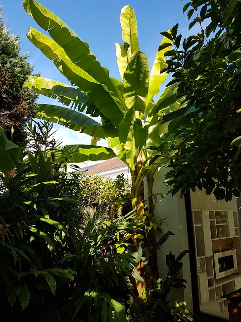 Jardin 22102016 (2).jpg