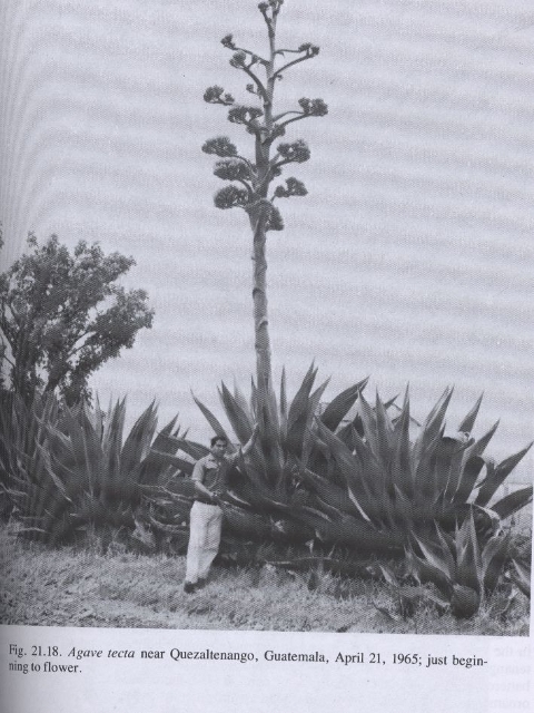 Agave tecta 2.jpeg